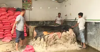 কুষ্টিয়ার মোকামে চলছে চামড়া সংগ্রহের প্রস্তুতি, বকেয়া টাকা পাওয়া নিয়ে শঙ্কা